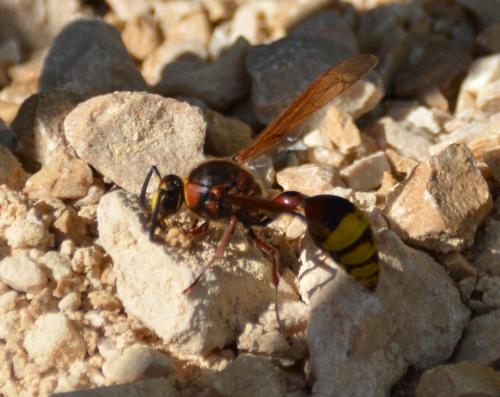 Delta unguiculatum
